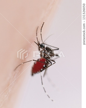 我在外面拍照的時候，一隻蚊子落在我的腿上，於是我拍了一張它吸血的照片。 131326050