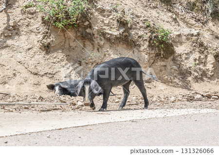 cute wildlife Nustral pigs in contryside, Evisa, Corsica, France. Porcu nustrale in Corse outdoor on roads danger 131326066