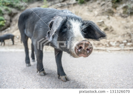 cute wildlife Nustral pigs in contryside, Evisa, Corsica, France. Porcu nustrale in Corse outdoor on roads danger 131326070