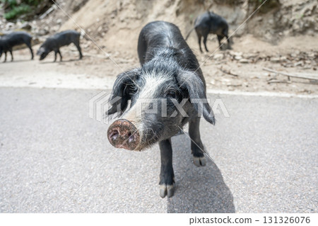 cute wildlife Nustral pigs in contryside, Evisa, Corsica, France. Porcu nustrale in Corse outdoor on roads danger 131326076