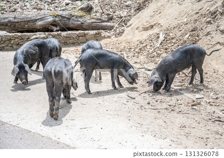 cute wildlife Nustral pigs in contryside, Evisa, Corsica, France. Porcu nustrale in Corse outdoor on roads danger 131326078