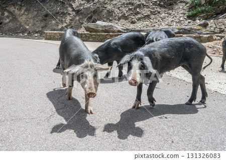 cute wildlife Nustral pigs in contryside, Evisa, Corsica, France. Porcu nustrale in Corse outdoor on roads danger 131326083