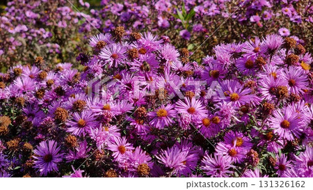 Beautiful flowers in the garden. Aster alpinus. 131326162