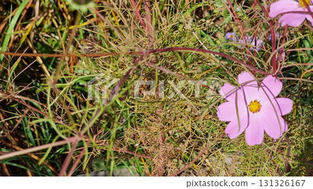 Cosmos Flowers In The Garden 131326167