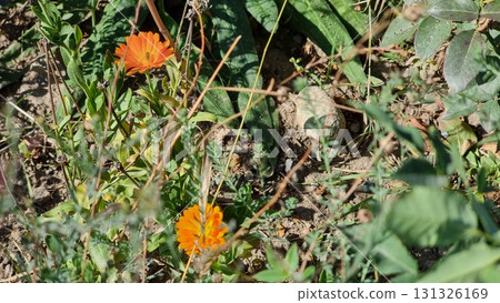 Beautiful Cosmos Flowers In The Garden Beautiful Cosmos Flowers In The Garden 131326169