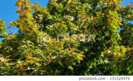 Green and yellow leaves of tree in the garden. Acer platanoides. 131326470