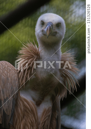 Portrait of a vulture in the nature Portrait of a vulture in the nature 131326526