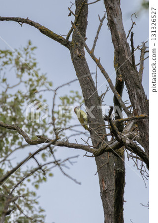 The European green woodpecker (Picus viridis) on the tree The European green woodpecker (Picus viridis) on the tree 131326527