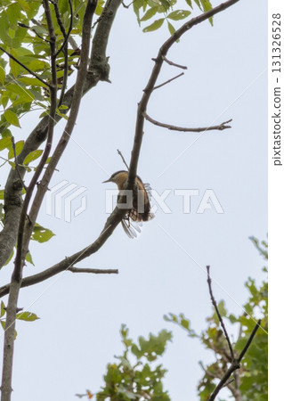 Eurasian Nuthatch, Little Songbird (Sitta europaea) Wood Nuthatch Eurasian Nuthatch, Little Songbird (Sitta europaea) Wood Nuthatch 131326528