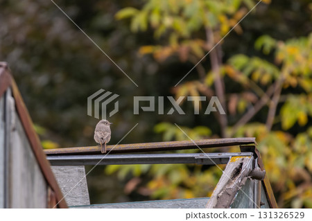 European Black redstart bird (Phoenicurus ochruros) with black face and orange red rump European Black redstart bird (Phoenicurus ochruros) with black face and orange red rump 131326529