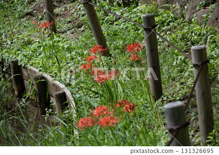 育田ana的Higanbana 育田ana的Higanbana 131326695