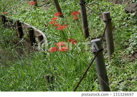 育田ana的Higanbana 育田ana的Higanbana 131326697