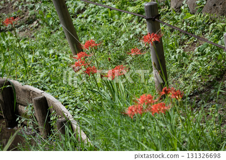 育田ana的Higanbana 育田ana的Higanbana 131326698