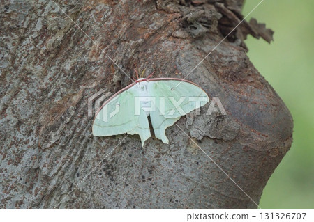As I was walking along a sidewalk lined with trees, I noticed a large water butterfly clinging to a tree trunk. As I was walking along a sidewalk lined with trees, I noticed a large water butterfly clinging to a tree trunk. 131326707