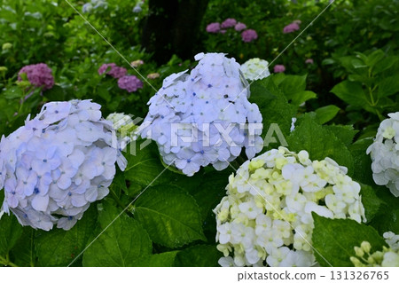 Hydrangeas blooming on the Gongendo Tsutsumi in Satte City Hydrangeas blooming on the Gongendo Tsutsumi in Satte City 131326765
