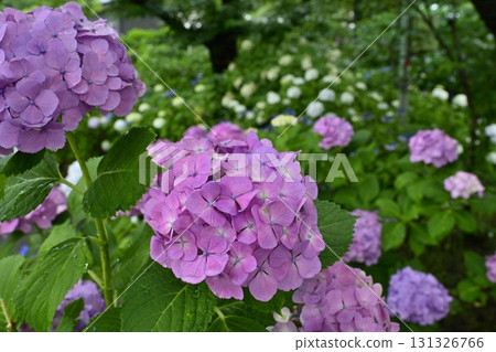 Hydrangeas blooming on the Gongendo Tsutsumi in Satte City 131326766