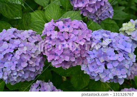 Hydrangeas blooming on the Gongendo Tsutsumi in Satte City Hydrangeas blooming on the Gongendo Tsutsumi in Satte City 131326767