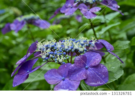 佐手市權現堂堤盛開的繡球花 131326781