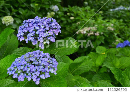 佐手市權現堂堤盛開的繡球花 佐手市權現堂堤盛開的繡球花 131326793