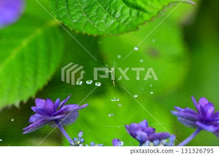 Dandelion fluff caught in a spider web on a hydrangea blooming at Gongendo Tsutsumi in Satte City Dandelion fluff caught in a spider web on a hydrangea blooming at Gongendo Tsutsumi in Satte City 131326795