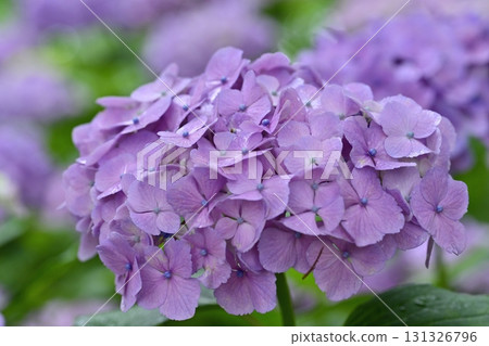 Hydrangeas blooming on the Gongendo Tsutsumi in Satte City 131326796