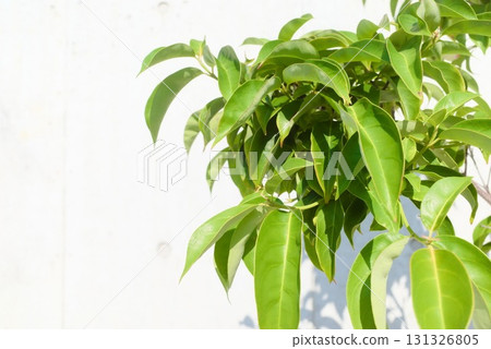 Dogwood leaves against a white wall Dogwood leaves against a white wall 131326805