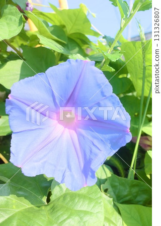 Blue morning glory flowers blooming on a summer morning Blue morning glory flowers blooming on a summer morning 131326807