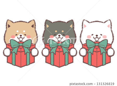 一組三隻柴犬高興地收到一份禮物 131326819