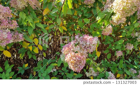 Beautiful flowers in the garden. Hydrangea in autumn. Beautiful flowers in the garden. Hydrangea in autumn. 131327003