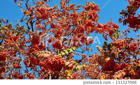 Autumn landscape with bright colorful leaves. Sorbus aucuparia. 131327006