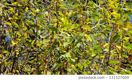 Yellow And Green Leaves Of Hawthorn In The Garden Yellow And Green Leaves Of Hawthorn In The Garden 131327009