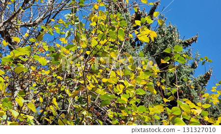 Hawthorn in autumn. Tree branches, flora in nature. 131327010