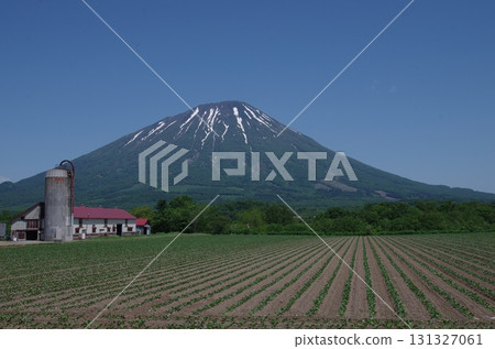 初夏的農場和羊蹄山，水平位置 131327061