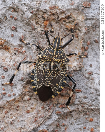 Spotted stink bug on a tree trunk Spotted stink bug on a tree trunk 131327109