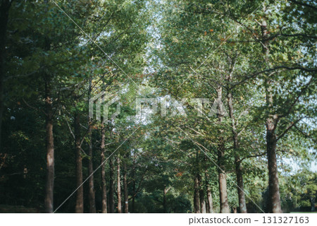 A single road leading to the back of the tree-lined avenue 131327163