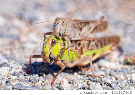 飛蝗，雌性為綠色，雄性為棕色 131327168