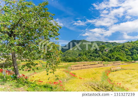 [Saitama Prefecture] Autumnal Scenery: Persimmons, Red Spider Lilies, and Rice Husks in Terasaka Rice Terraces, Chichibu 131327239