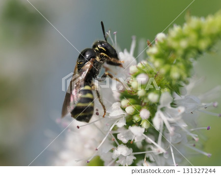 一隻小黑蜂從薄荷花中吸食花蜜 一隻小黑蜂從薄荷花中吸食花蜜 131327244