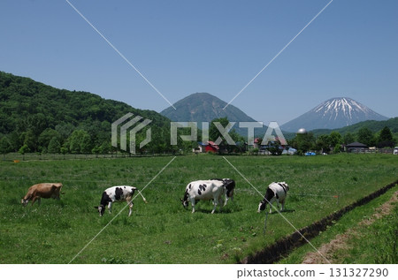 Mount Yotei and cows on a ranch in early summer Mount Yotei and cows on a ranch in early summer 131327290