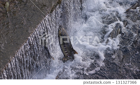 Salmon swimming upstream jumping 131327366
