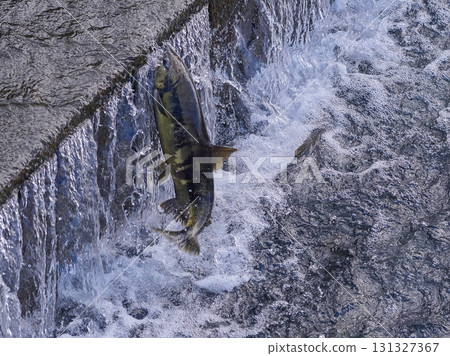 鮭魚逆流跳躍 131327367