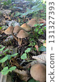 mushroom  131327393