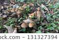 mushroom  131327394