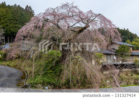 Shikano Danjoitozakura 131327414