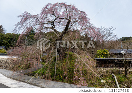 Shikano Danjoitozakura 131327418