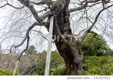 Shikano Danjoitozakura Shikano Danjoitozakura 131327422