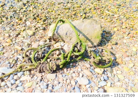 Mossy rope tangled in pebbles on the beach Mossy rope tangled in pebbles on the beach 131327509