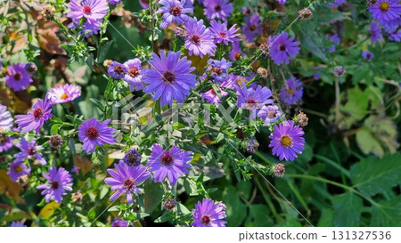 Beautiful flowers in the garden. Aster alpinus. 131327536