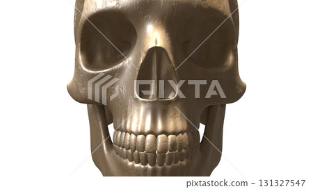 skull, the cranium, the skull 131327547