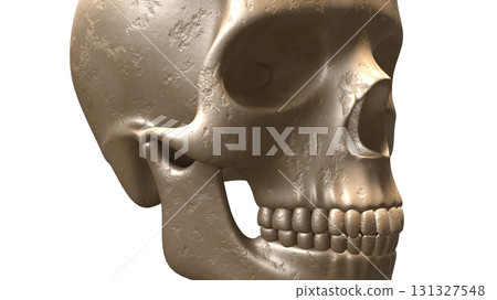 skull, the cranium, the skull 131327548